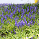 Illustration for article titled Pics from the Curbside: 2018-04-08 from Langara Gardens